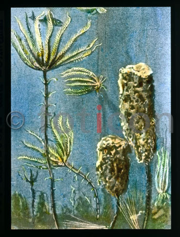 Haarstern und Schwamm | Crinoid and sponge (foticon-600-simon-meer-363-066.jpg)